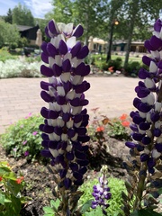 Lupinus nootkatensis