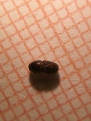 Scolytus