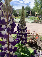 Lupinus nootkatensis