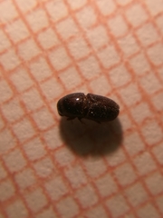 Scolytus