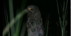 Nyctibius griseus