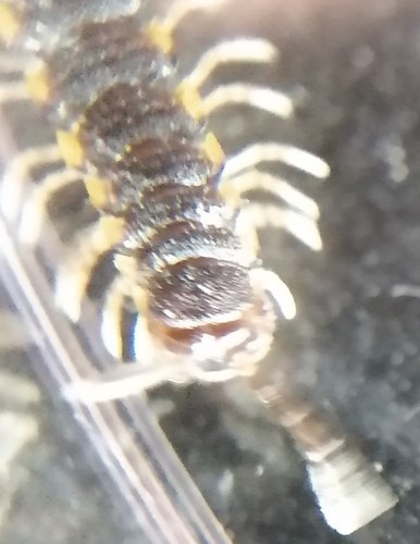 Chondromorpha xanthotricha photo 3