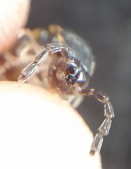 Chondromorpha xanthotricha