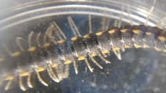 Chondromorpha xanthotricha