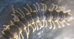 Chondromorpha xanthotricha