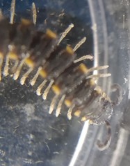 Chondromorpha xanthotricha