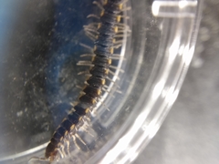 Chondromorpha xanthotricha