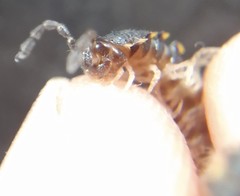 Chondromorpha xanthotricha