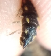 Chondromorpha xanthotricha