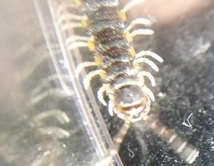 Chondromorpha xanthotricha