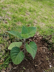 Physalis peruviana