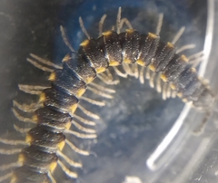 Chondromorpha xanthotricha