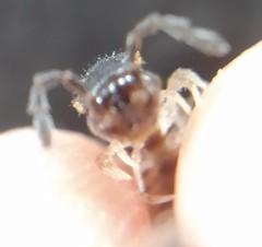 Chondromorpha xanthotricha