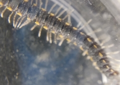 Chondromorpha xanthotricha