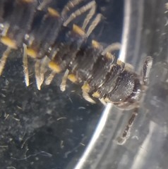 Chondromorpha xanthotricha