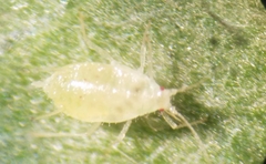 Capitophorus