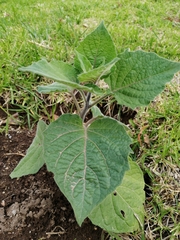Physalis peruviana