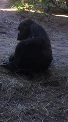Gorilla gorilla