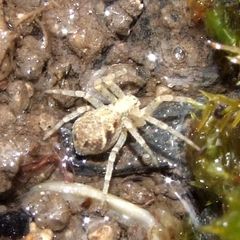 Philodromus cespitum