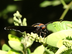 Elbella scylla