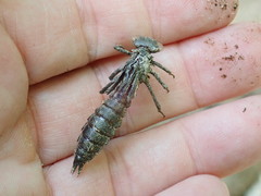 Boyeria vinosa