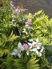 Erysiphe trifoliorum