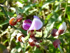 Lonchocarpus guatemalensis