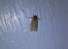 Halysidota tessellaris