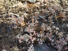 Sedum pedicellatum