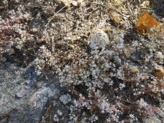 Sedum pedicellatum