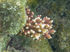 Acropora millepora