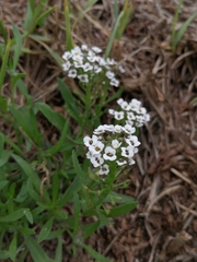 Lobularia maritima