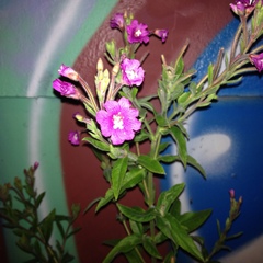 Epilobium hirsutum