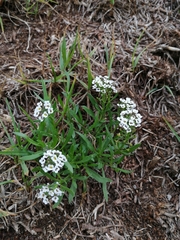 Lobularia maritima