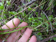 Cardamine pratensis