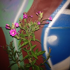 Epilobium hirsutum