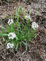 Lobularia maritima