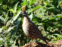 Callipepla douglasii