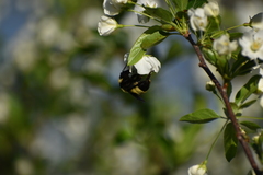 Bombus