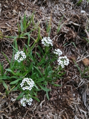 Lobularia maritima