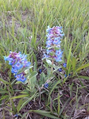 Penstemon nitidus