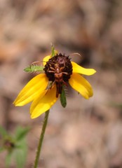 Strangalia sexnotata