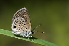 Hemiargus hanno
