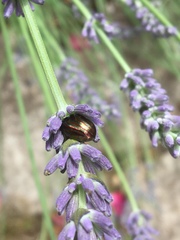 Chrysolina americana