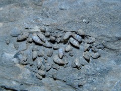 Solatopupa psarolena