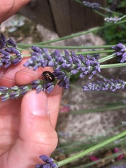 Chrysolina americana
