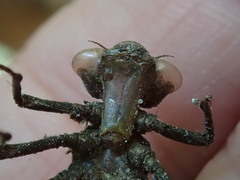 Boyeria vinosa