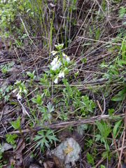Cardamine pratensis