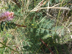 Mimosa dysocarpa