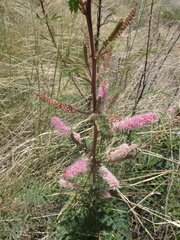 Mimosa dysocarpa